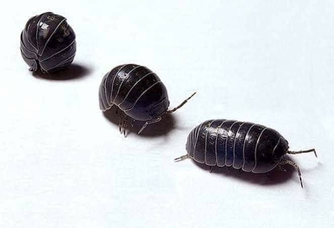 For Decades We Called Them Doodle Bugs, But We Were Wrong – Clever Journeys