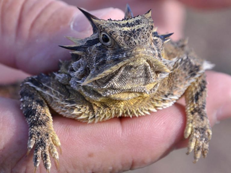A person holding a bearded dragon lizard in their hand, showcasing its distinctive spiky appearance and textured skin.